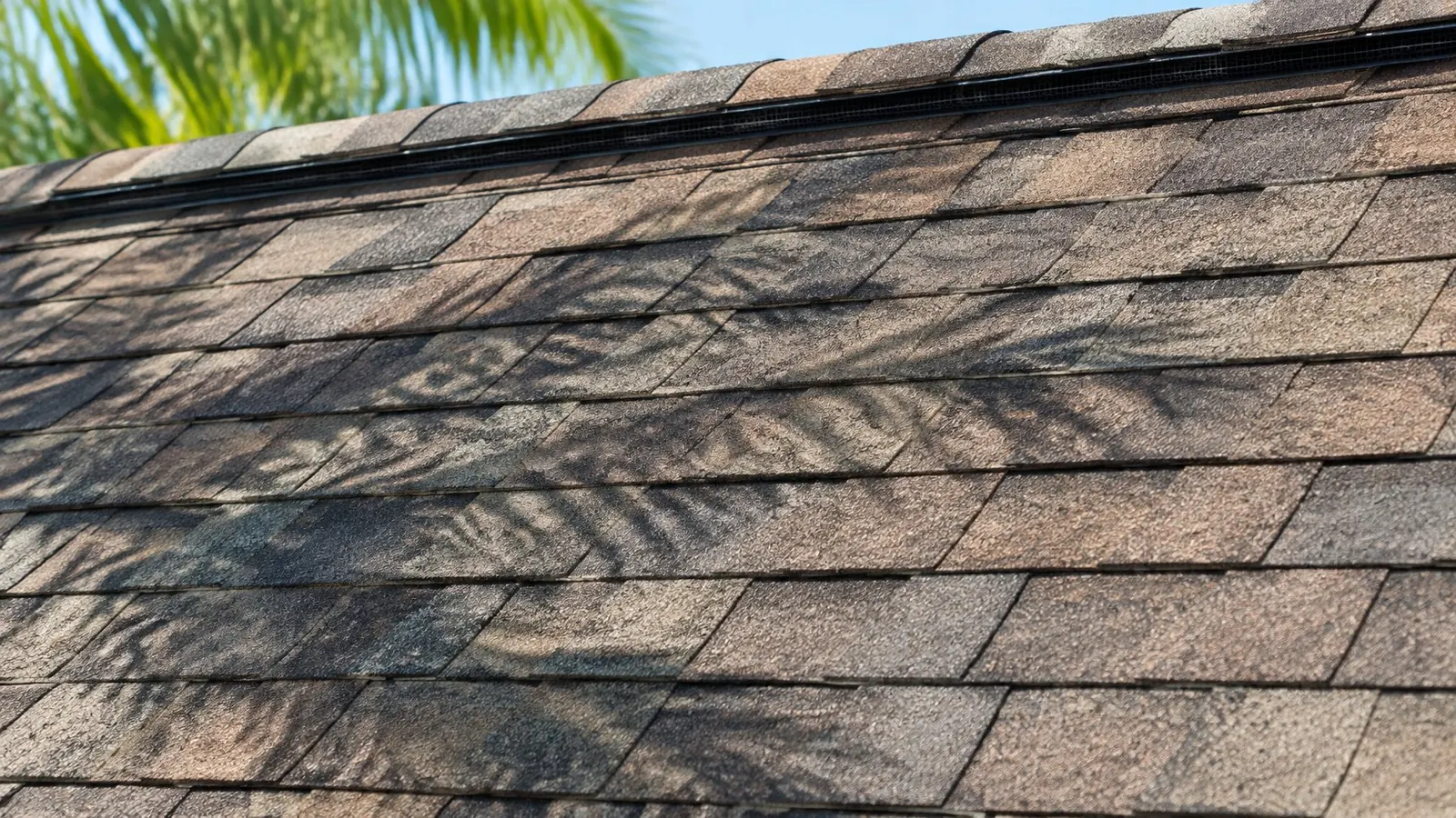 New architectural asphalt shingles with a ridge vent and palm shadows on a Florida roof